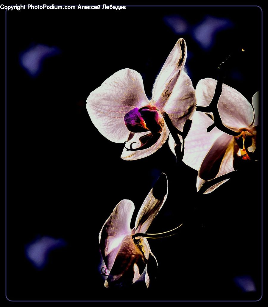 Blossom, Flora, Flower, Orchid, Plant, Gladiolus, Light