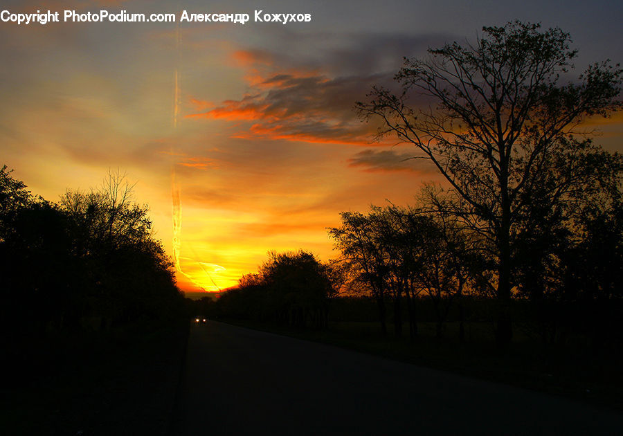 Dawn, Dusk, Red Sky, Sky, Sunrise, Sunset, Plant