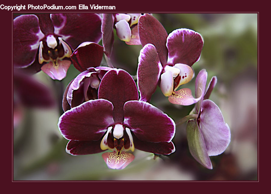 Blossom, Flora, Flower, Orchid, Plant, Geranium, Petal