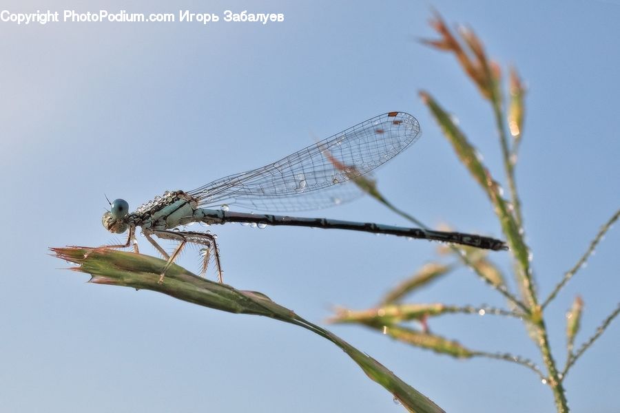 Anisoptera, Dragonfly, Insect, Invertebrate, Field, Grass, Grassland