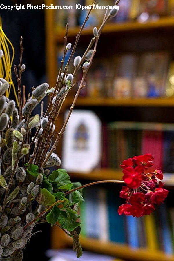Plant, Potted Plant, Amaryllis, Flower, Blossom, Flora, Petal