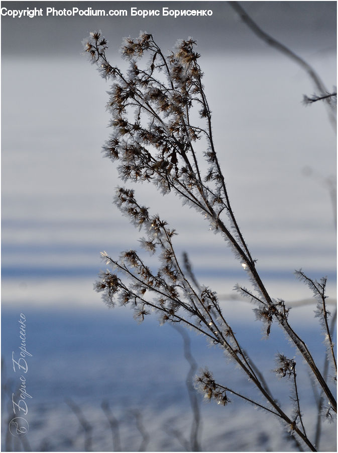 Conifer, Fir, Plant, Tree, Blossom, Flora, Flower