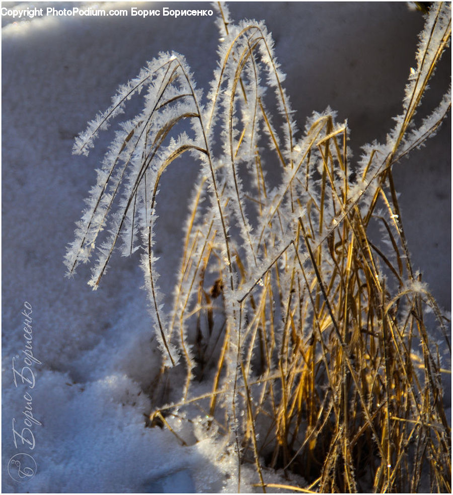 Frost, Ice, Outdoors, Snow, Field, Grass, Grassland