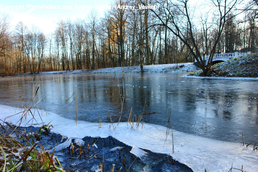 Outdoors, Pond, Water, Bridge, Birch, Tree, Wood