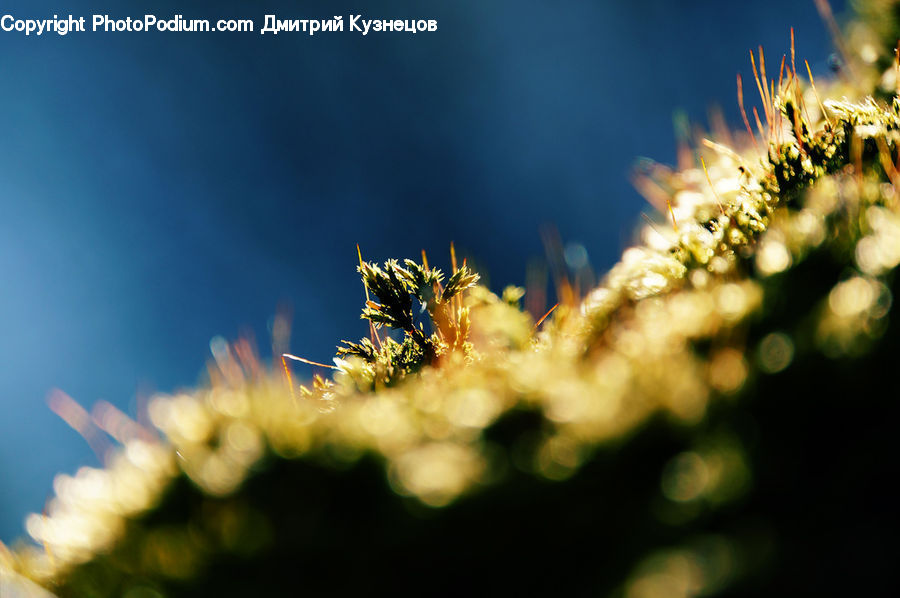 Flora, Pollen, Conifer, Fir, Plant, Tree, Blossom