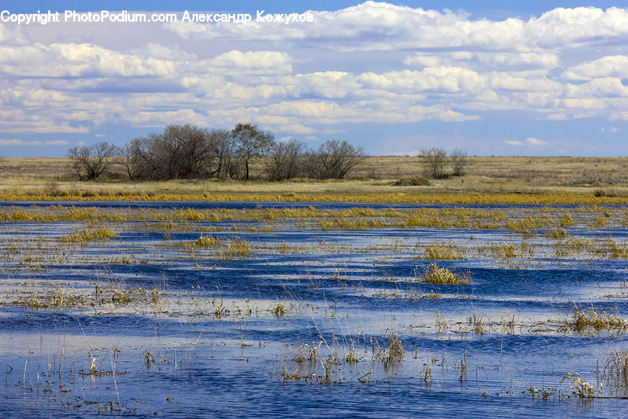 Land, Marsh, Pond, Swamp, Water, Field, Grass