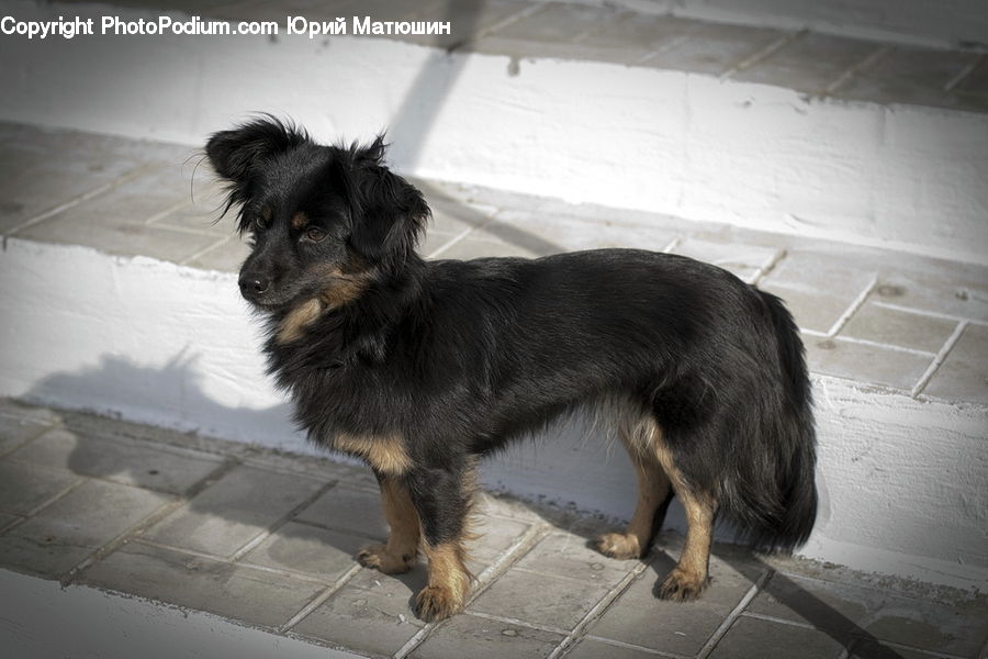 Animal, Canine, Dog, German Shepherd, Mammal, Pet, Collie