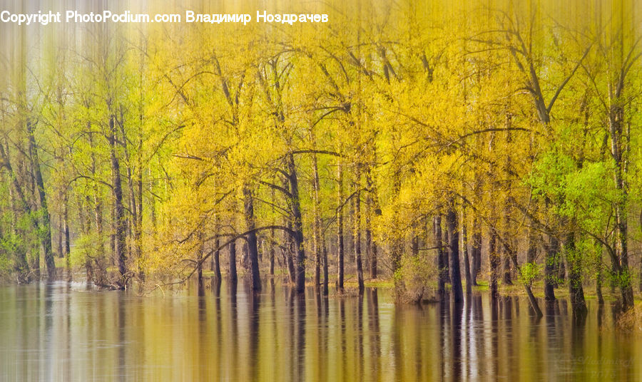 Birch, Tree, Wood, Forest, Vegetation, Plant, Blossom