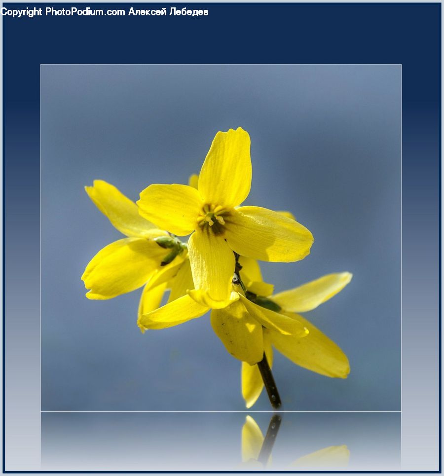 Blossom, Daffodil, Flora, Flower, Plant, Flower Arrangement, Flower Bouquet