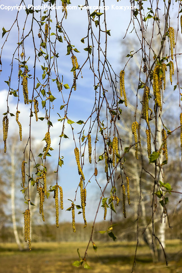 Birch, Tree, Wood, Blossom, Flora, Flower, Plant