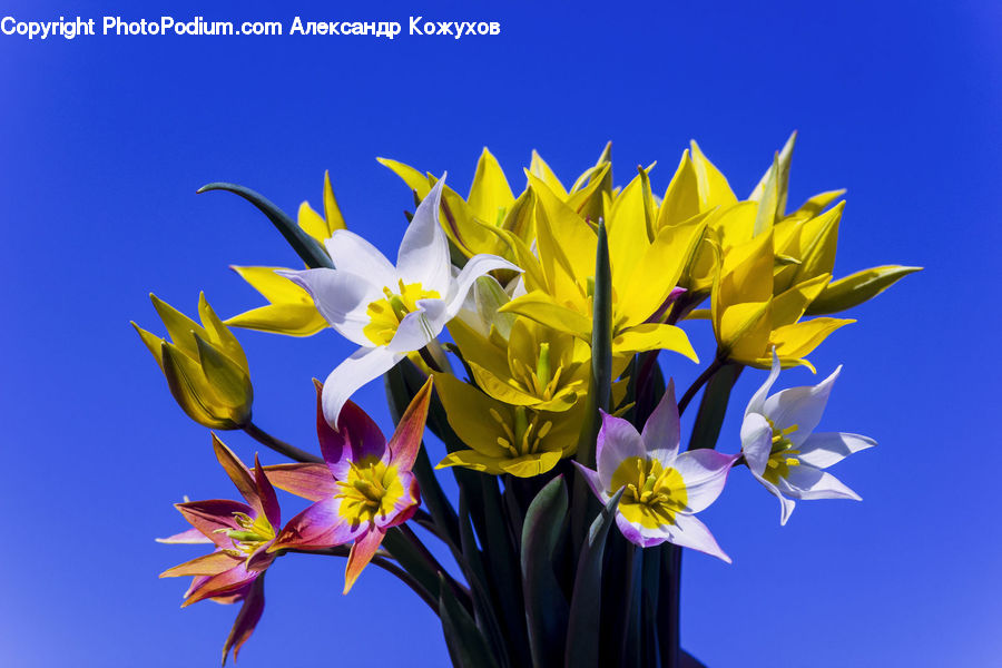 Blossom, Daffodil, Flora, Flower, Plant, Crocus, Flower Arrangement