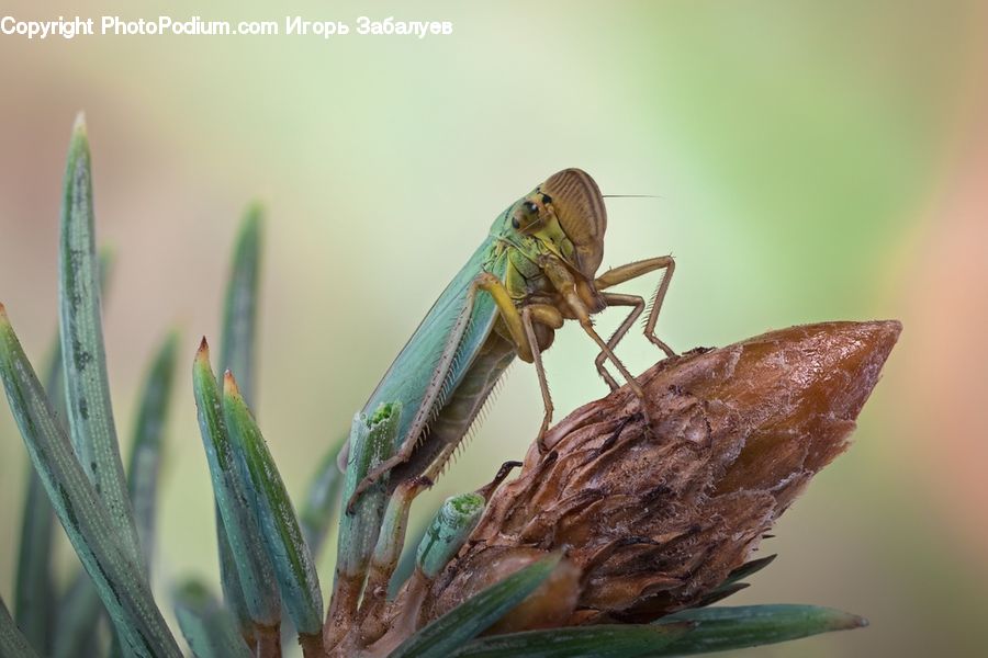 Cricket Insect, Grasshopper, Insect, Invertebrate, Mantis, Plant, Mosquito