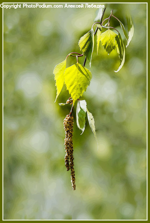 Plant, Blossom, Flora, Flower, Vine, Birch, Tree