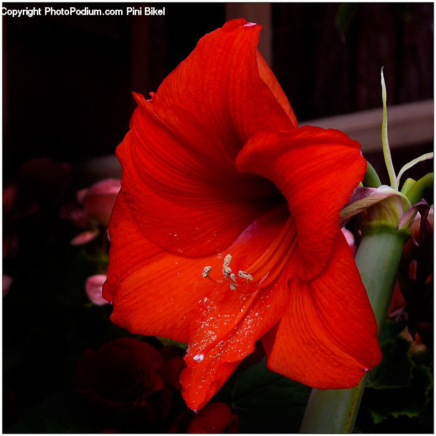 People, Person, Human, Flora, Flower, Gladiolus, Plant