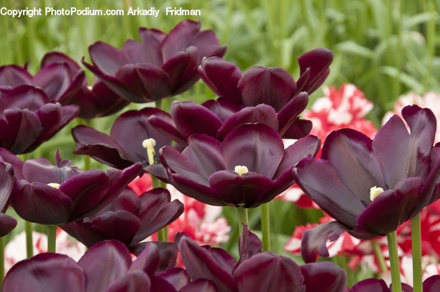 Blossom, Flora, Flower, Plant, Tulip, Crocus, Geranium