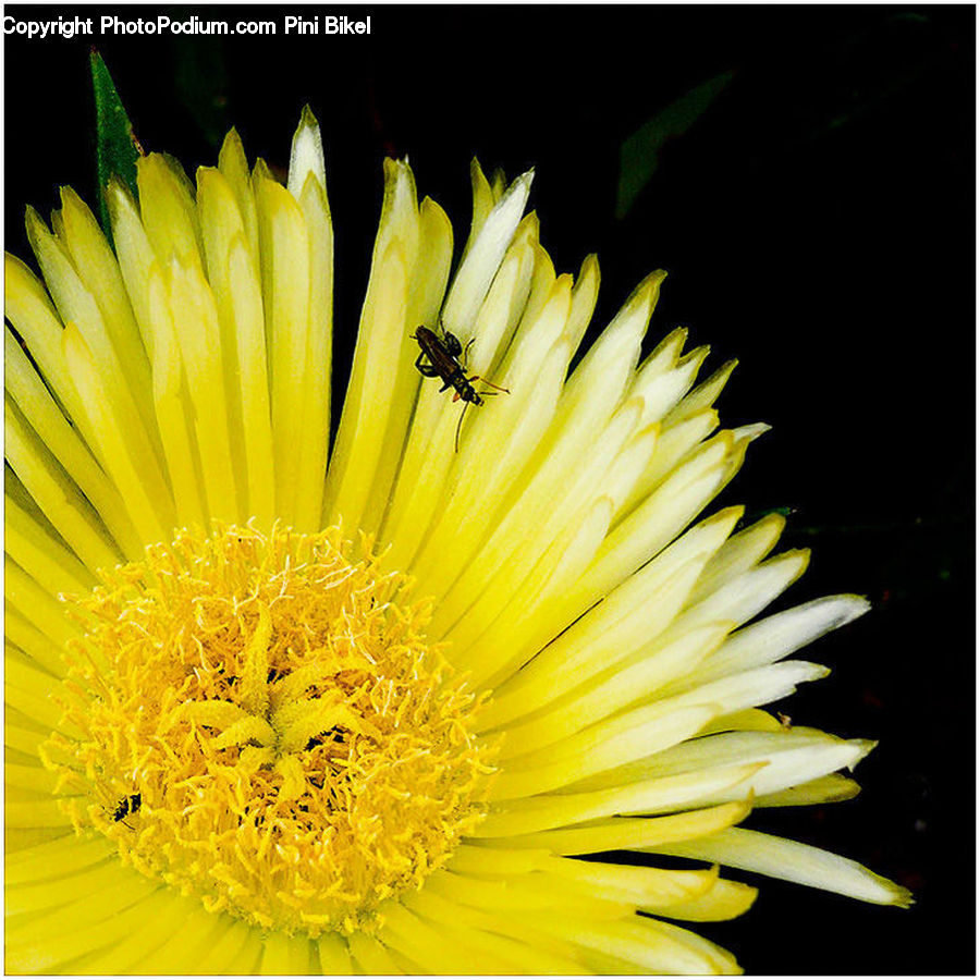 Flora, Pollen, Asteraceae, Blossom, Flower, Plant, Dandelion
