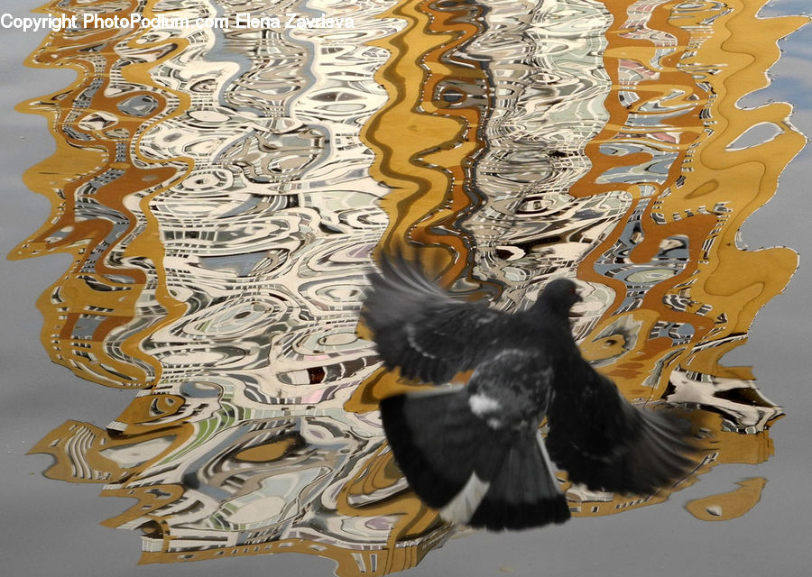 Bird, Blackbird, Art, Modern Art, Text