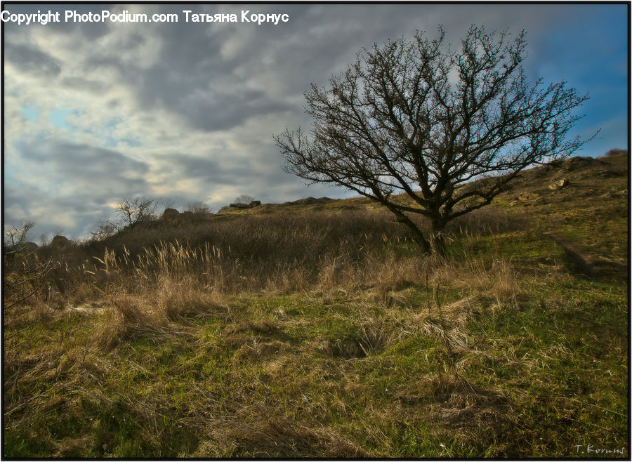 Field, Grass, Grassland, Land, Outdoors, Mound, Plant