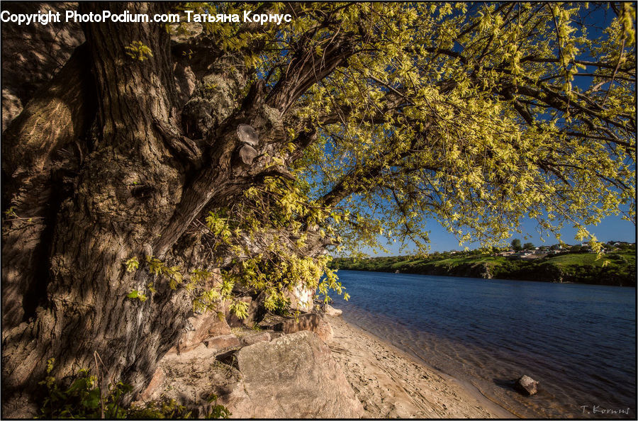 Conifer, Fir, Plant, Tree, Beach, Coast, Outdoors