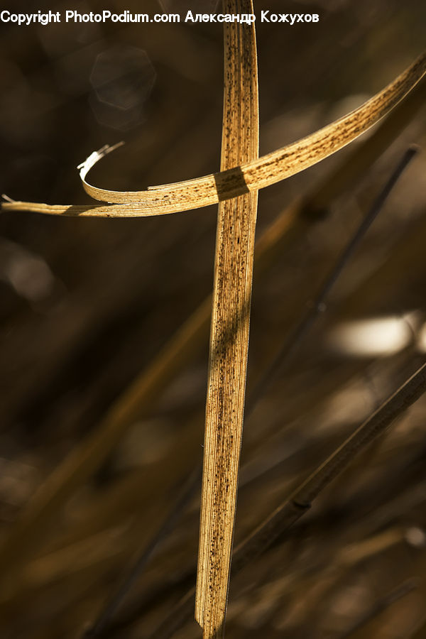 Field, Grass, Grassland, Plant