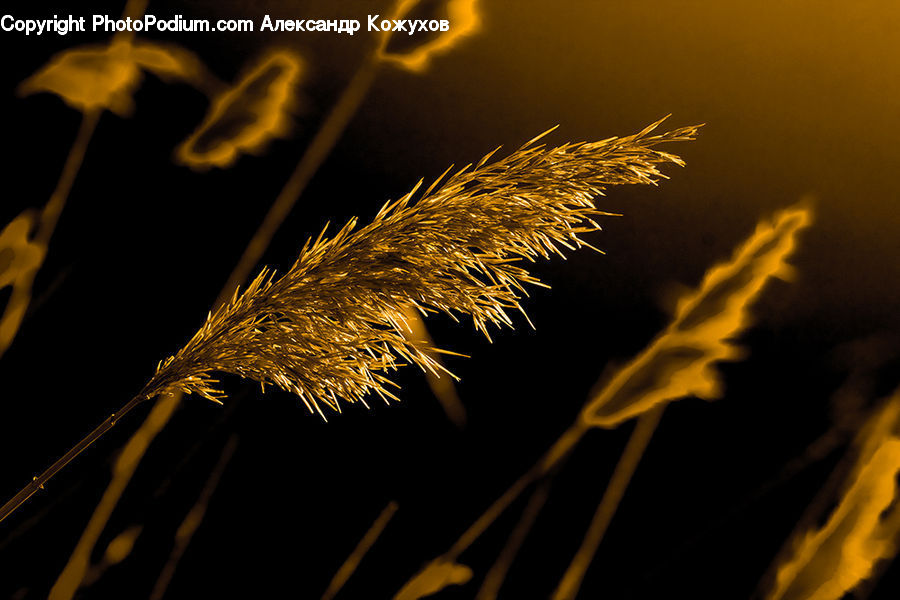 Grass, Plant, Reed, Field, Grassland, Fireworks, Night