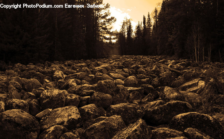 Soil, Forest, Vegetation, Ground, Grove, Land, Conifer