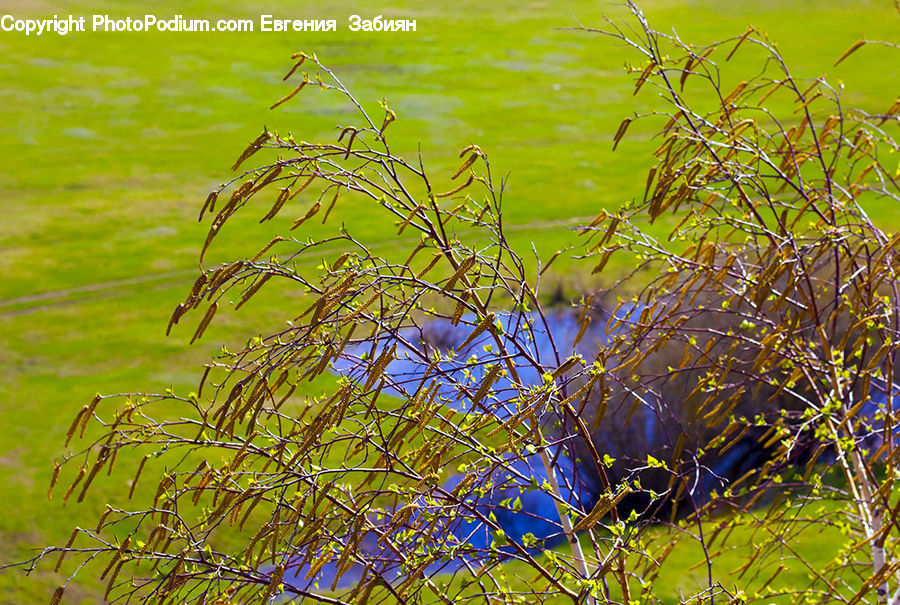 Field, Grass, Grassland, Plant, Land, Marsh, Pond