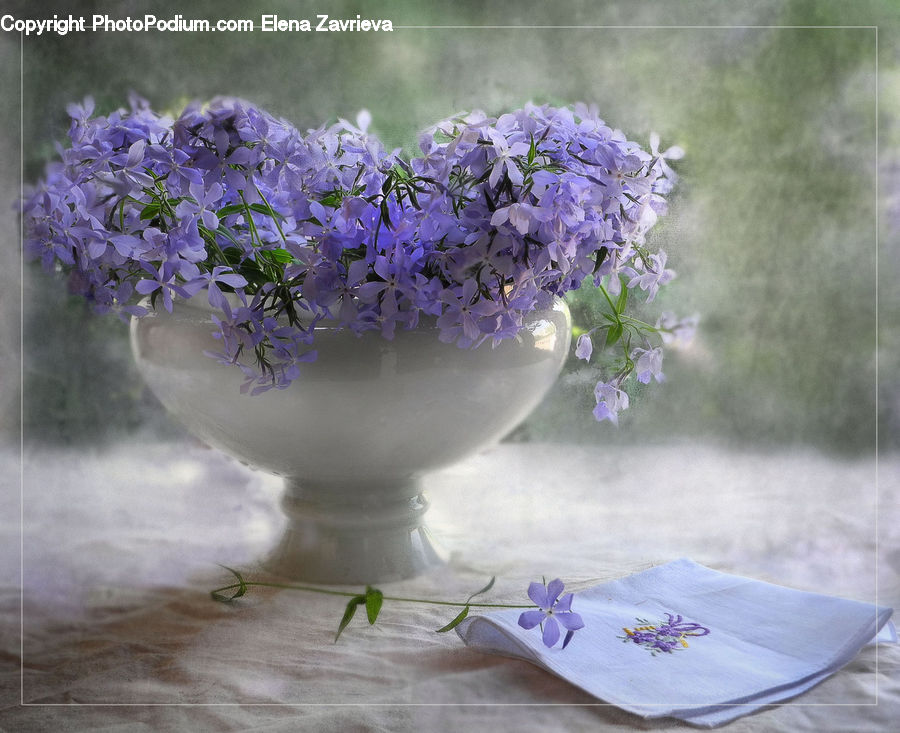 Blossom, Flora, Flower, Plant, Violet, Lavender, Lilac