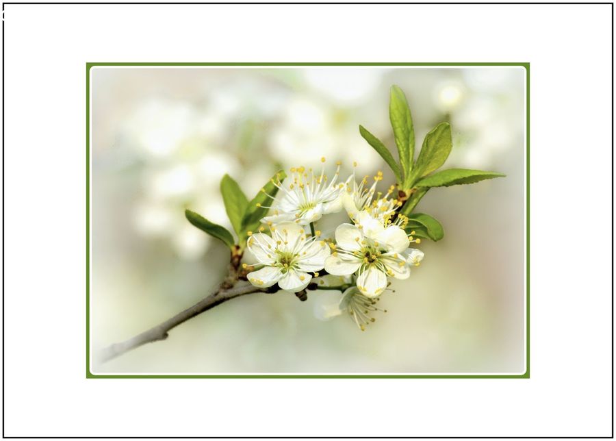 Blossom, Flora, Flower, Plant, Cherry Blossom, Flower Arrangement, Ikebana