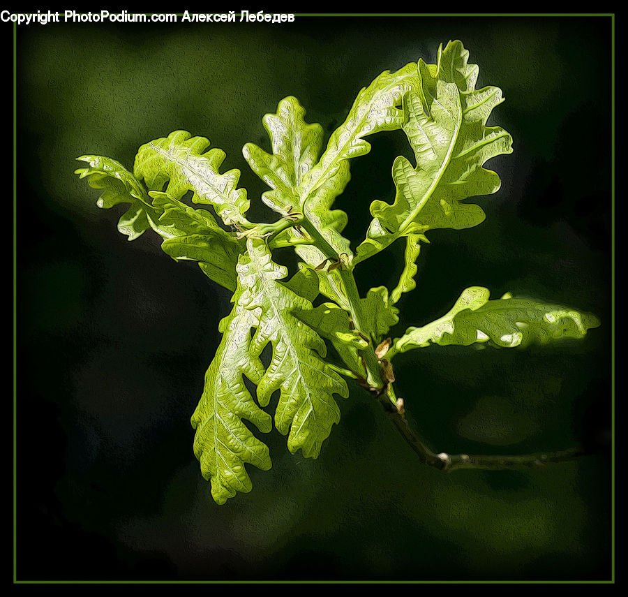 Blossom, Flora, Flower, Geranium, Plant, Fern, Conifer