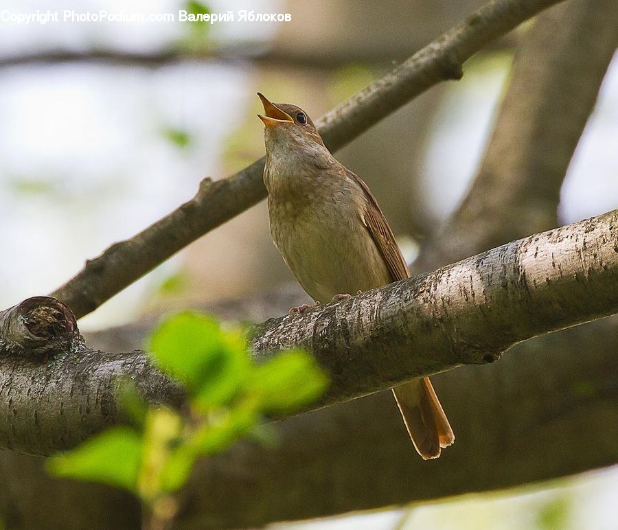 Bird, Wren, Finch