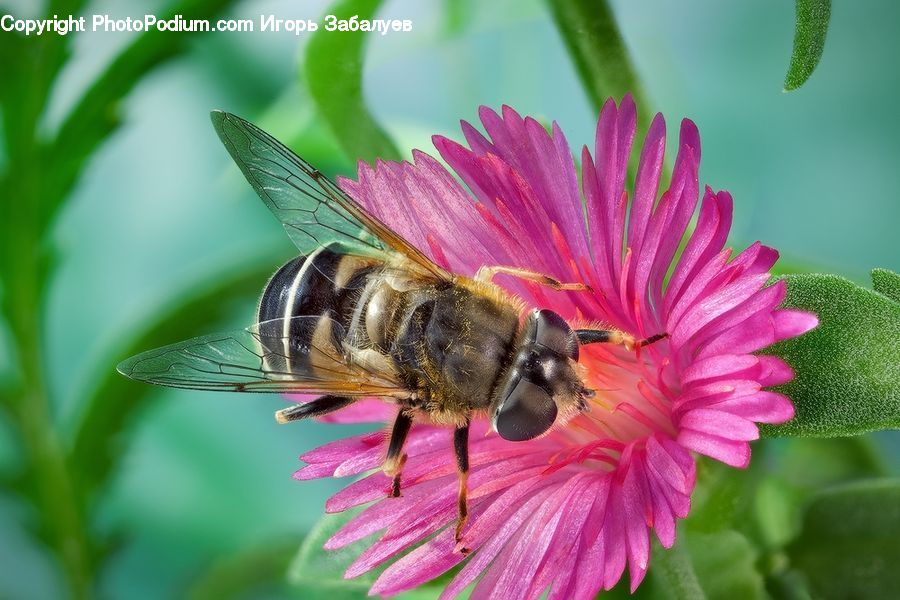Bee, Insect, Invertebrate, Bumblebee, Honey Bee, Apidae, Andrena