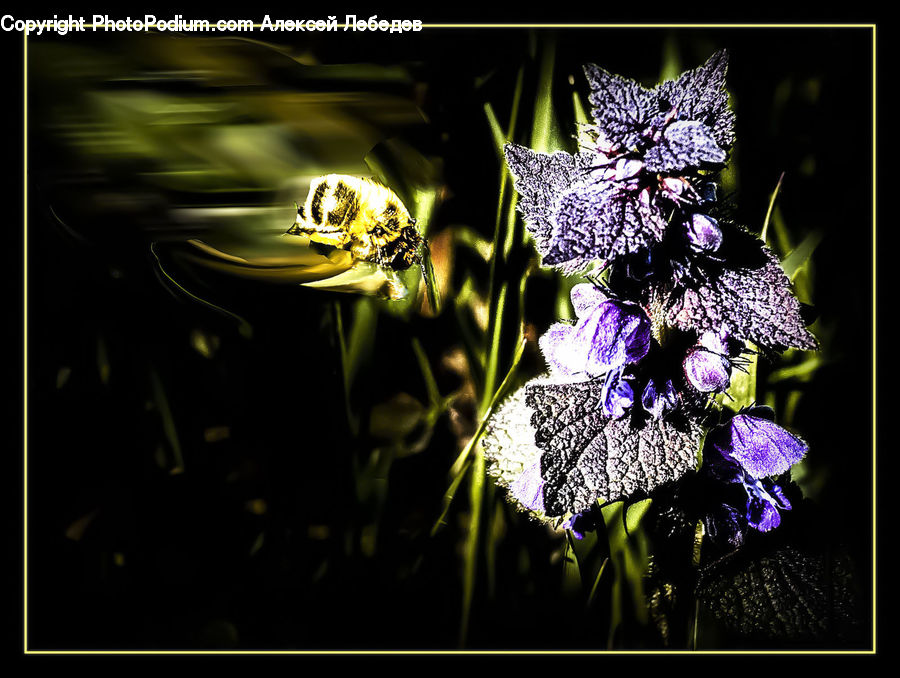 Blossom, Flora, Flower, Plant, Petal, Flower Arrangement, Flower Bouquet