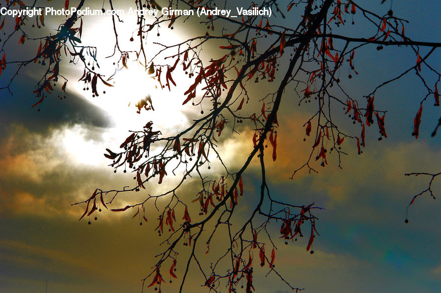 Plant, Tree, Willow, Light, Conifer, Fir, Art