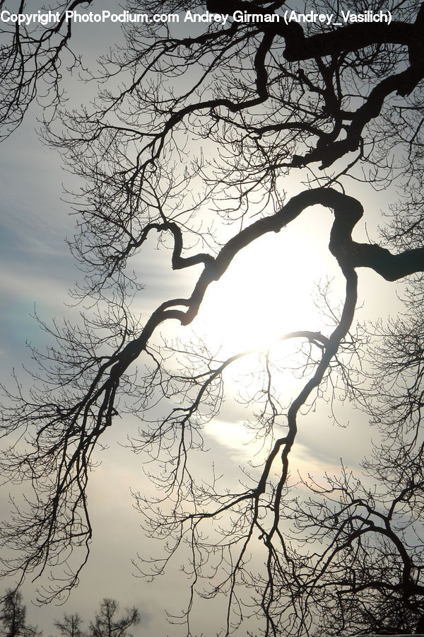 Silhouette, Oak, Tree, Wood, Plant, Blossom, Flare
