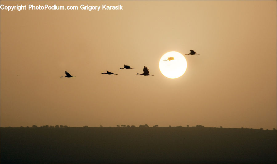 Bird, Crane Bird, Heron