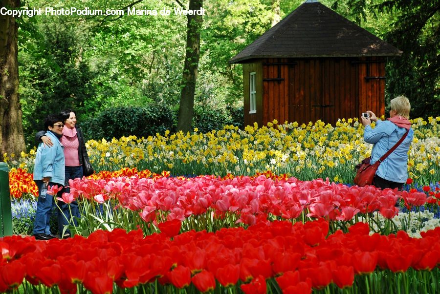 Blossom, Flora, Flower, Plant, Tulip, People, Person