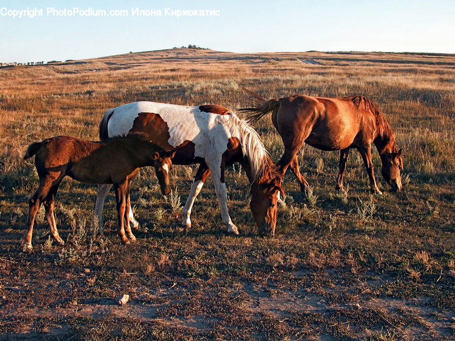 Countryside, Farm, Pasture, Ranch, Rural, Animal, Colt Horse