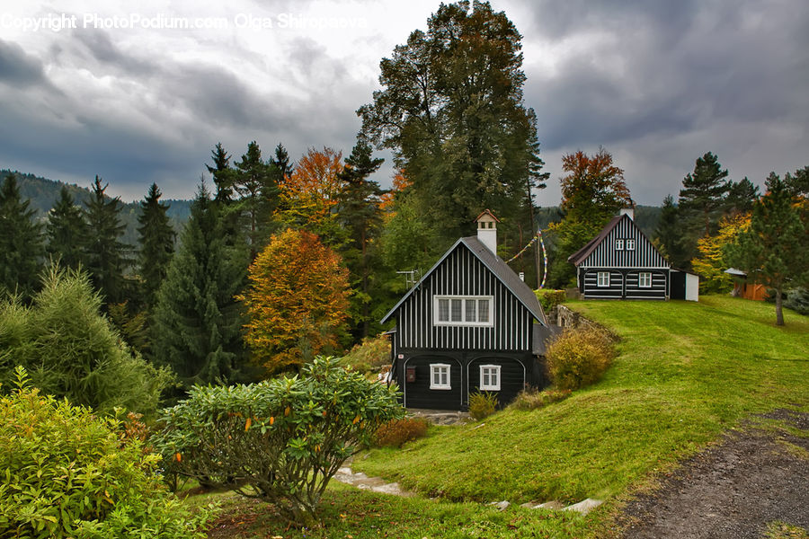 Building, Cottage, Housing, Conifer, Fir, Plant, Tree