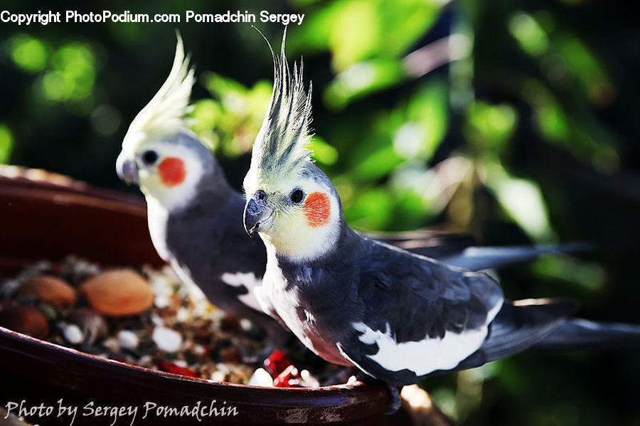 Citrus Fruit, Fruit, Orange, Beak, Bird, Bowl, Finch