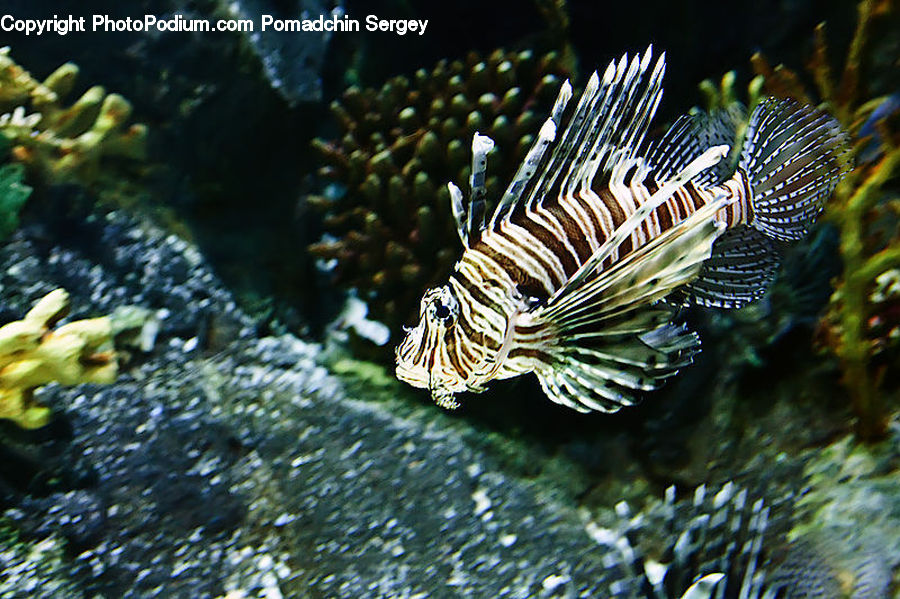 Coral Reef, Outdoors, Reef, Sea, Sea Life, Water, Conifer