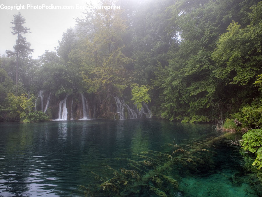 Forest, Vegetation, Outdoors, Pond, Water, Nature, Conifer