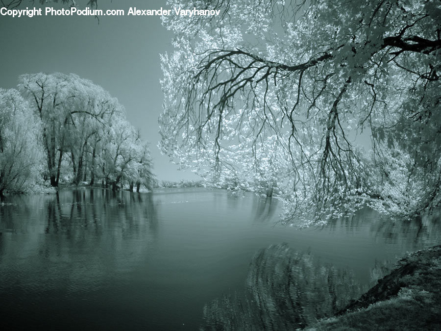 Frost, Ice, Outdoors, Snow, Plant, Tree, Forest