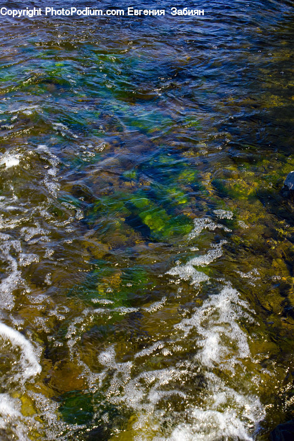 Water, Algae, Field, Grass, Grassland, Plant