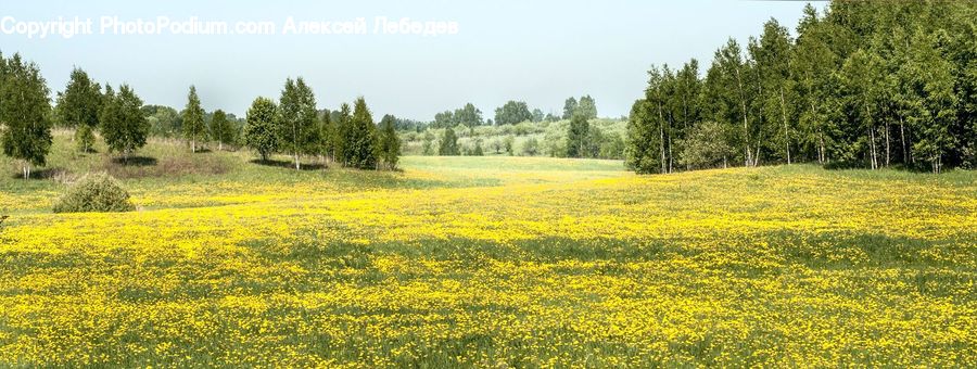 Field, Grass, Grassland, Land, Outdoors, Meadow, Pasture