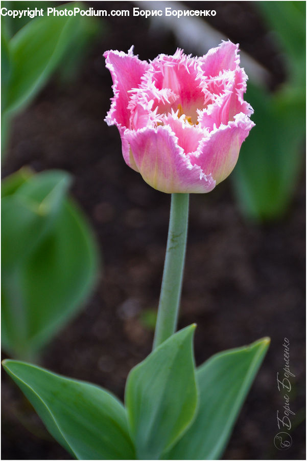 Blossom, Flora, Flower, Plant, Tulip, Carnation, Leaf