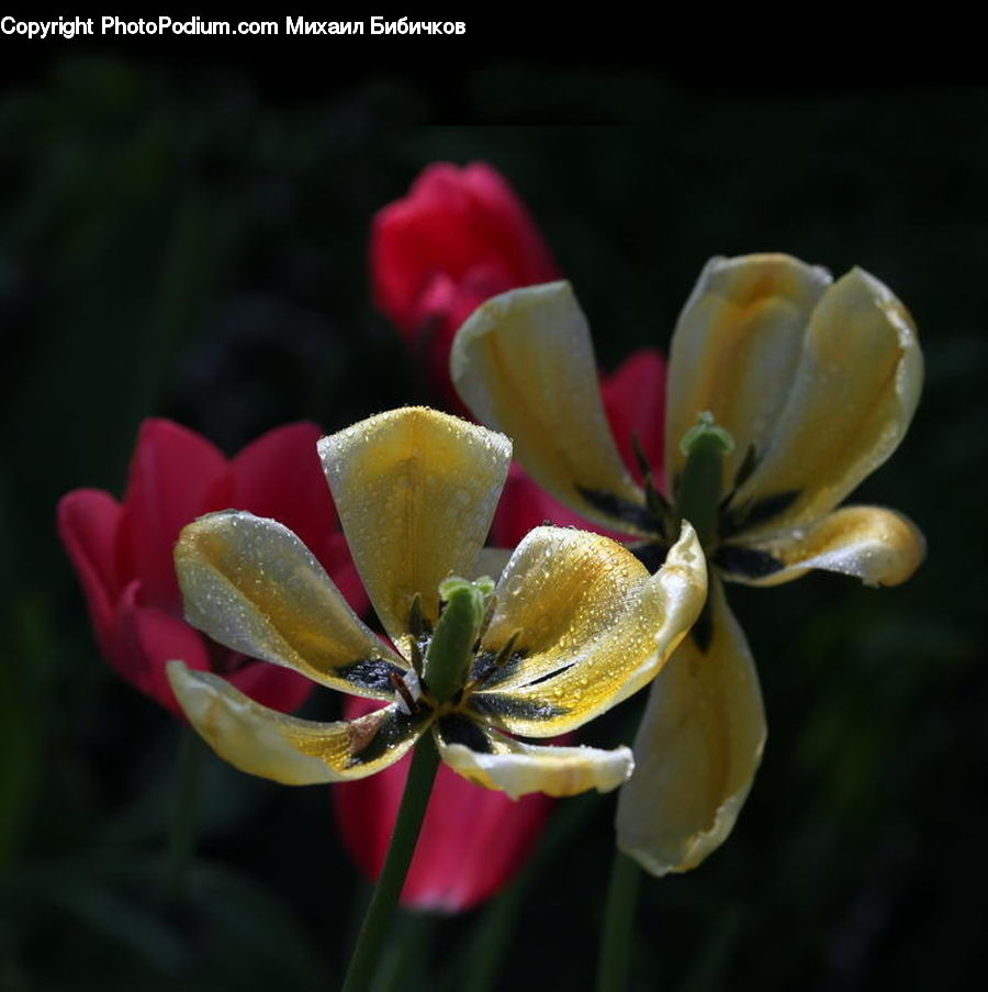 Blossom, Flora, Flower, Plant, Gladiolus, Crocus, Lily