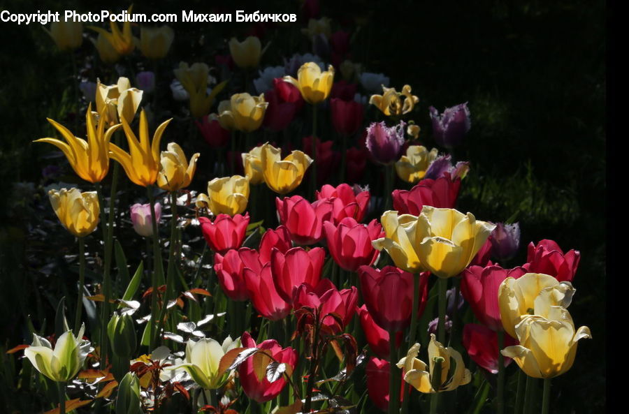 Blossom, Flora, Flower, Plant, Tulip, Potted Plant, Vanilla