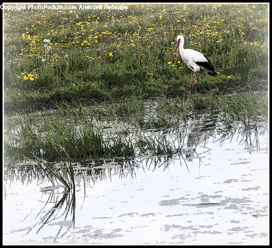 Bird, Stork, Crane Bird, Heron