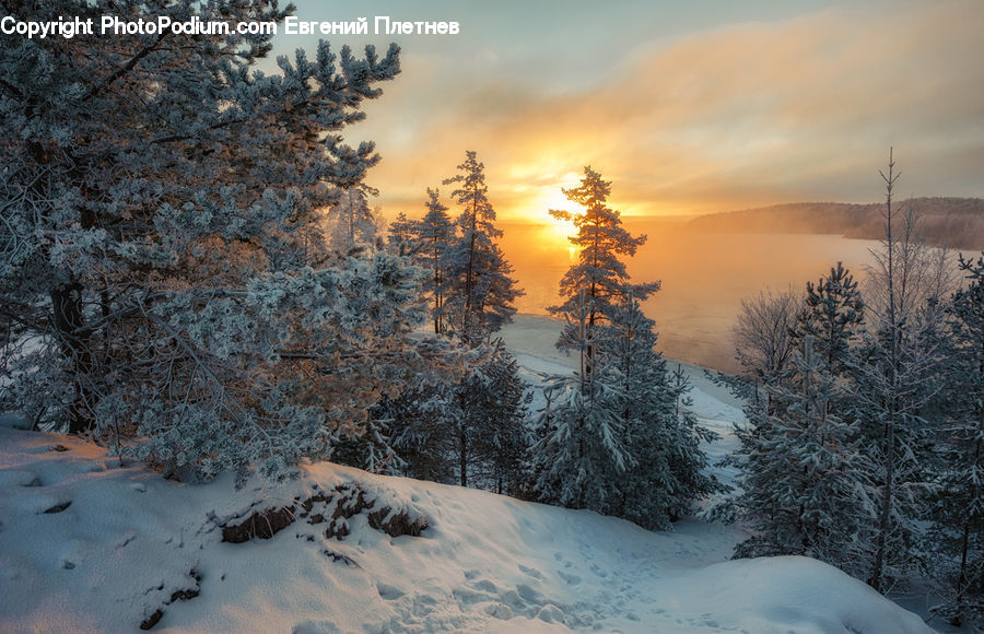Conifer, Larch, Tree, Wood, Fir, Plant, Ice